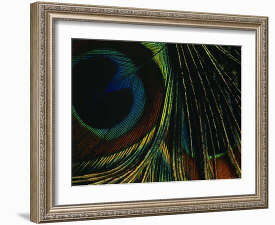 Close-up of a Peacock Feather-null-Framed Photographic Print