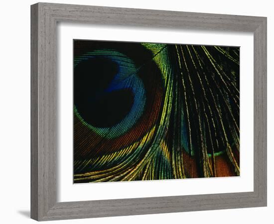 Close-up of a Peacock Feather-null-Framed Photographic Print