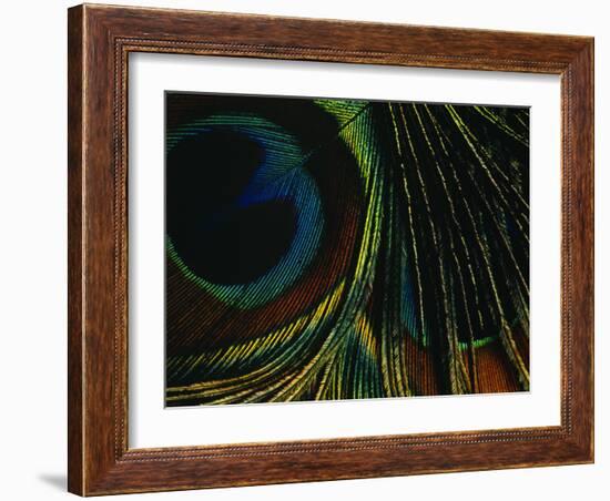 Close-up of a Peacock Feather-null-Framed Photographic Print