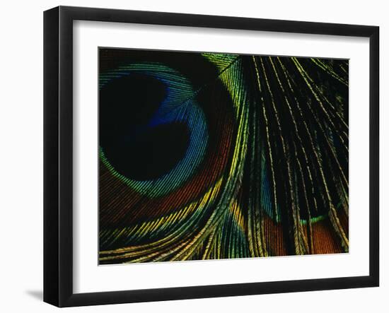 Close-up of a Peacock Feather-null-Framed Photographic Print