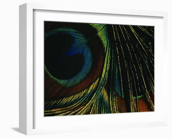 Close-up of a Peacock Feather-null-Framed Photographic Print