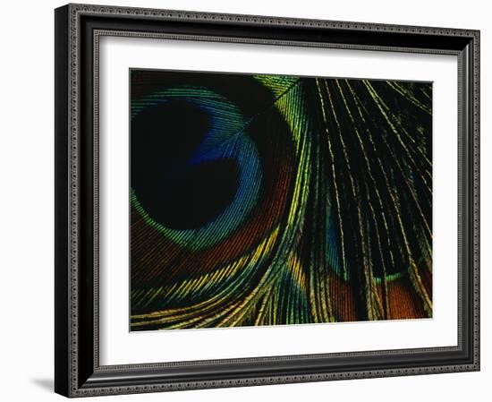 Close-up of a Peacock Feather-null-Framed Photographic Print