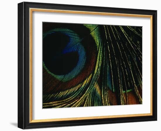 Close-up of a Peacock Feather-null-Framed Photographic Print