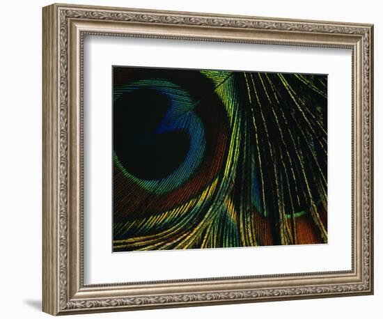 Close-up of a Peacock Feather-null-Framed Photographic Print