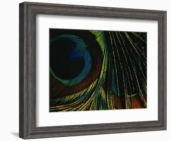 Close-up of a Peacock Feather-null-Framed Photographic Print