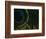 Close-up of a Peacock Feather-null-Framed Photographic Print