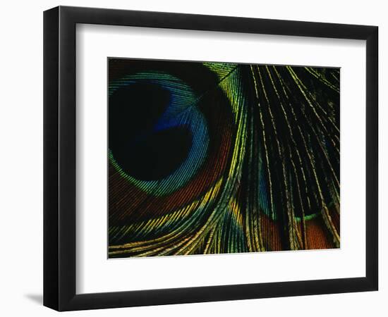 Close-up of a Peacock Feather--Framed Photographic Print