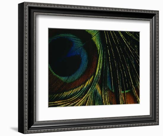 Close-up of a Peacock Feather-null-Framed Photographic Print