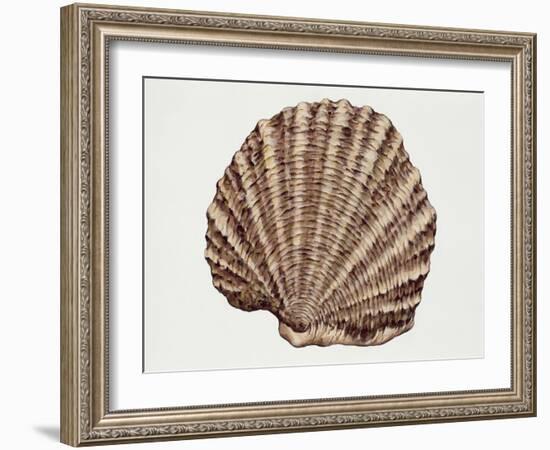 Close-Up of a Pearl Oyster (Pteria Margaritifera)-null-Framed Giclee Print