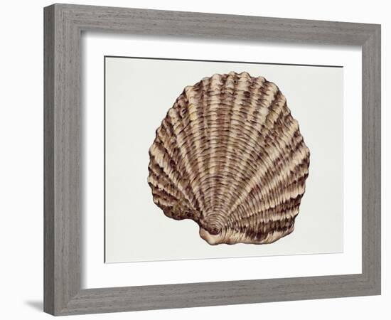 Close-Up of a Pearl Oyster (Pteria Margaritifera)-null-Framed Giclee Print