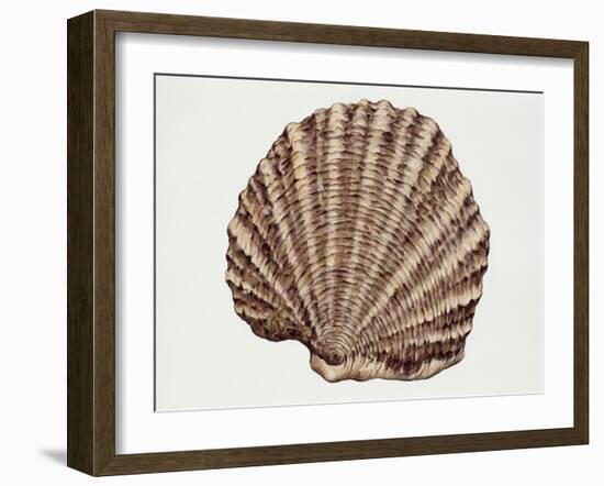 Close-Up of a Pearl Oyster (Pteria Margaritifera)-null-Framed Giclee Print