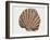 Close-Up of a Pearl Oyster (Pteria Margaritifera)-null-Framed Giclee Print