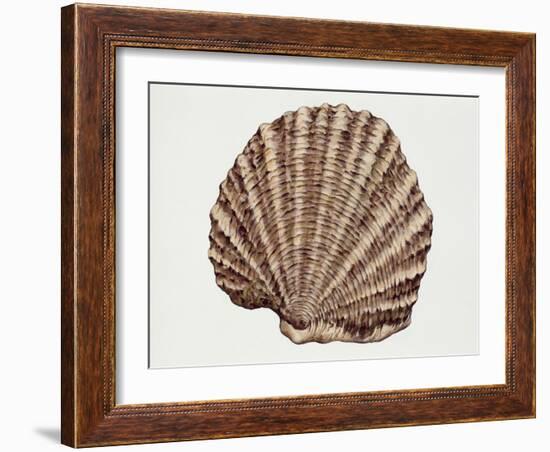 Close-Up of a Pearl Oyster (Pteria Margaritifera)-null-Framed Giclee Print