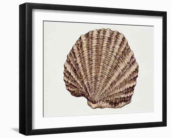 Close-Up of a Pearl Oyster (Pteria Margaritifera)-null-Framed Giclee Print