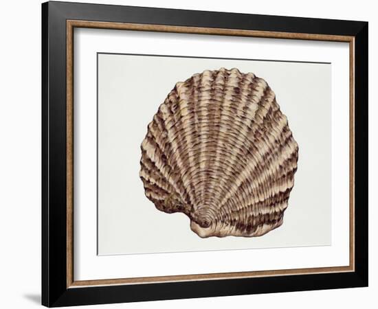 Close-Up of a Pearl Oyster (Pteria Margaritifera)-null-Framed Giclee Print