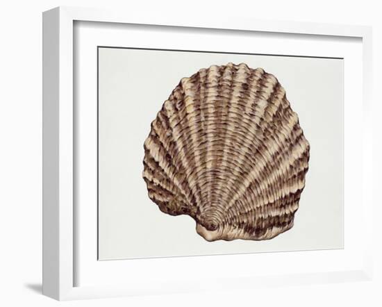 Close-Up of a Pearl Oyster (Pteria Margaritifera)-null-Framed Giclee Print