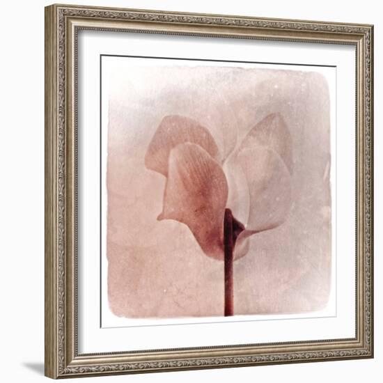 Close Up of a Pink Flower-Trigger Image-Framed Photographic Print