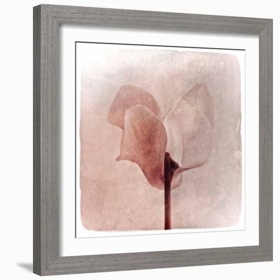 Close Up of a Pink Flower-Trigger Image-Framed Photographic Print