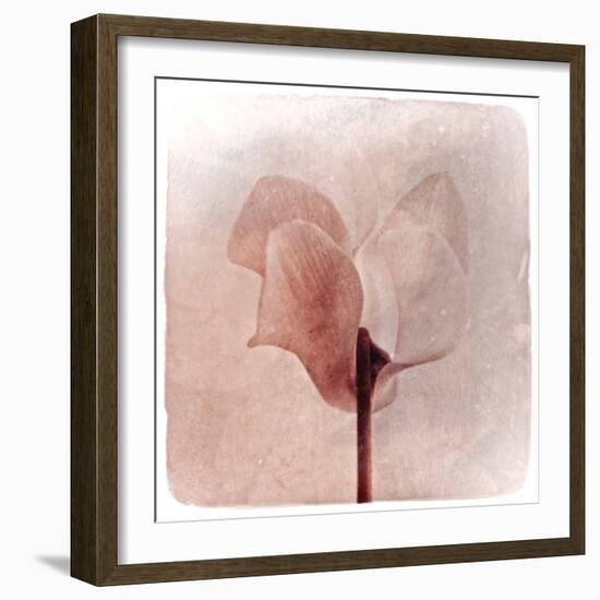 Close Up of a Pink Flower-Trigger Image-Framed Photographic Print