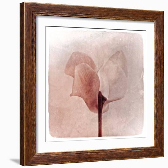 Close Up of a Pink Flower-Trigger Image-Framed Photographic Print