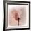 Close Up of a Pink Flower-Trigger Image-Framed Photographic Print