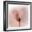 Close Up of a Pink Flower-Trigger Image-Framed Photographic Print