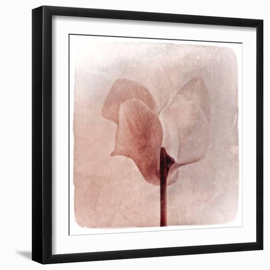 Close Up of a Pink Flower-Trigger Image-Framed Photographic Print