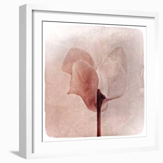 Close Up of a Pink Flower-Trigger Image-Framed Photographic Print