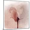 Close Up of a Pink Flower-Trigger Image-Mounted Photographic Print