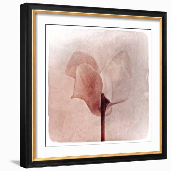 Close Up of a Pink Flower-Trigger Image-Framed Photographic Print