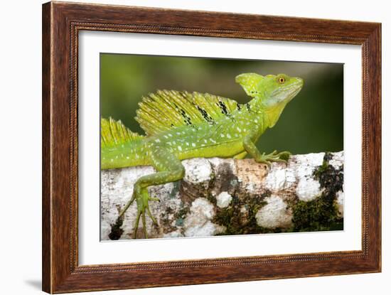 Close-Up of a Plumed Basilisk (Basiliscus Plumifrons) on a Branch, Cano Negro, Costa Rica-null-Framed Photographic Print