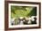 Close-Up of a Plumed Basilisk (Basiliscus Plumifrons) on a Branch, Cano Negro, Costa Rica-null-Framed Photographic Print