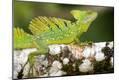 Photographic Print