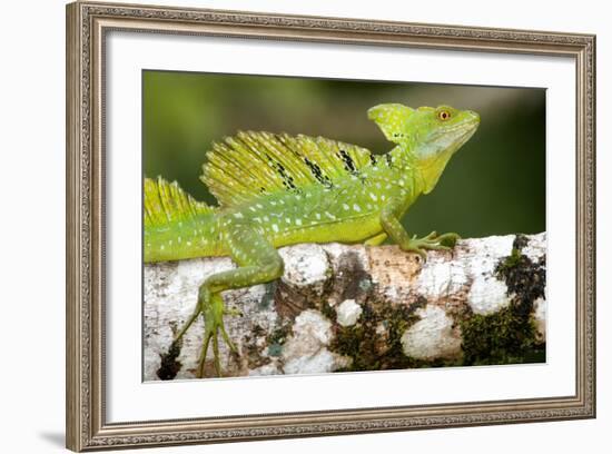 Close-Up of a Plumed Basilisk (Basiliscus Plumifrons) on a Branch, Cano Negro, Costa Rica-null-Framed Photographic Print