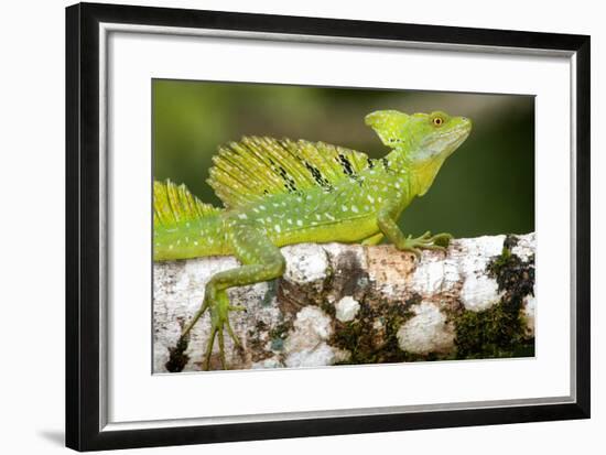 Close-Up of a Plumed Basilisk (Basiliscus Plumifrons) on a Branch, Cano Negro, Costa Rica-null-Framed Photographic Print