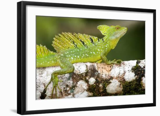 Close-Up of a Plumed Basilisk (Basiliscus Plumifrons) on a Branch, Cano Negro, Costa Rica-null-Framed Photographic Print