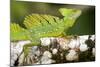 Close-Up of a Plumed Basilisk (Basiliscus Plumifrons) on a Branch, Cano Negro, Costa Rica-null-Mounted Photographic Print