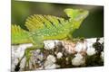 Photographic Print
