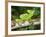 Close-Up of a Plumed Basilisk on a Branch, Costa Rica-null-Framed Photographic Print