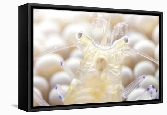 Close-Up of a Popcorn Shrmp on an Anemone-Stocktrek Images-Framed Premier Image Canvas