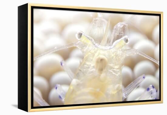 Close-Up of a Popcorn Shrmp on an Anemone-Stocktrek Images-Framed Premier Image Canvas