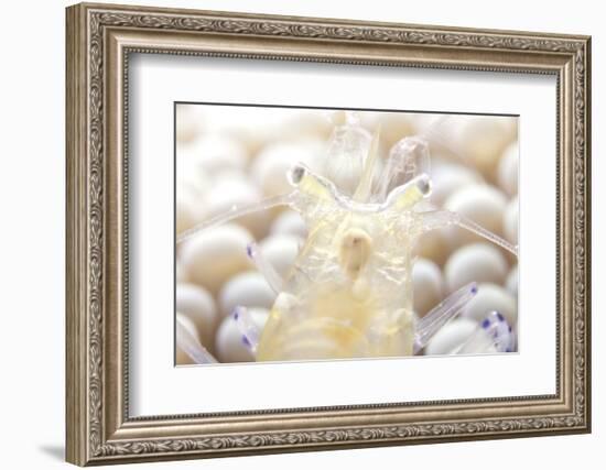 Close-Up of a Popcorn Shrmp on an Anemone-Stocktrek Images-Framed Photographic Print