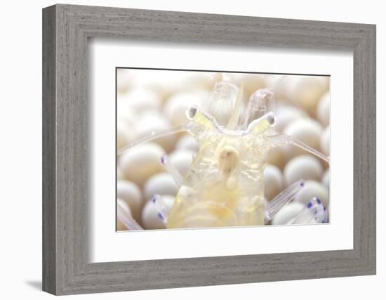 Close-Up of a Popcorn Shrmp on an Anemone-Stocktrek Images-Framed Photographic Print