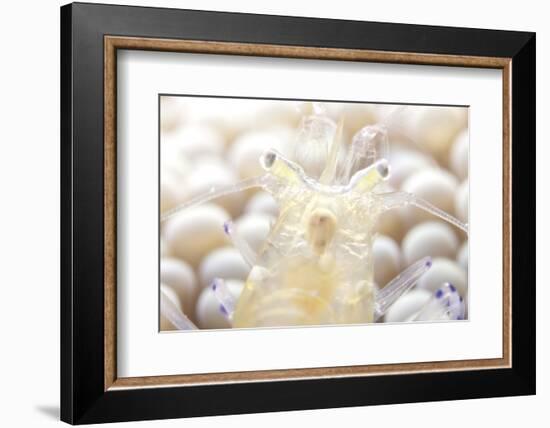 Close-Up of a Popcorn Shrmp on an Anemone-Stocktrek Images-Framed Photographic Print