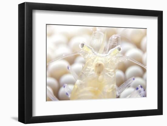Close-Up of a Popcorn Shrmp on an Anemone-Stocktrek Images-Framed Photographic Print
