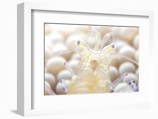 Close-Up of a Popcorn Shrmp on an Anemone-Stocktrek Images-Framed Photographic Print