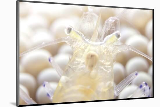 Close-Up of a Popcorn Shrmp on an Anemone-Stocktrek Images-Mounted Photographic Print