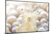 Close-Up of a Popcorn Shrmp on an Anemone-Stocktrek Images-Mounted Photographic Print