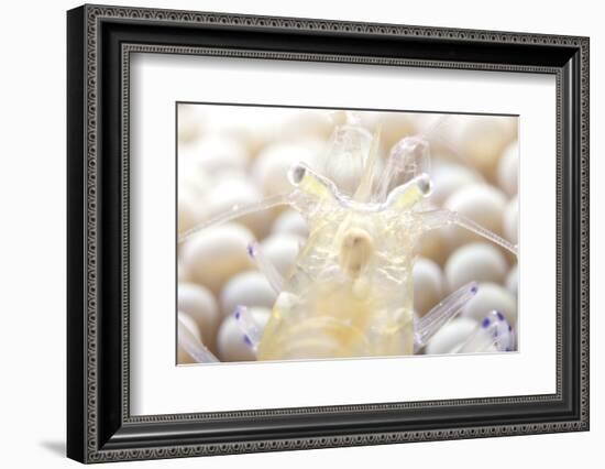 Close-Up of a Popcorn Shrmp on an Anemone-Stocktrek Images-Framed Photographic Print