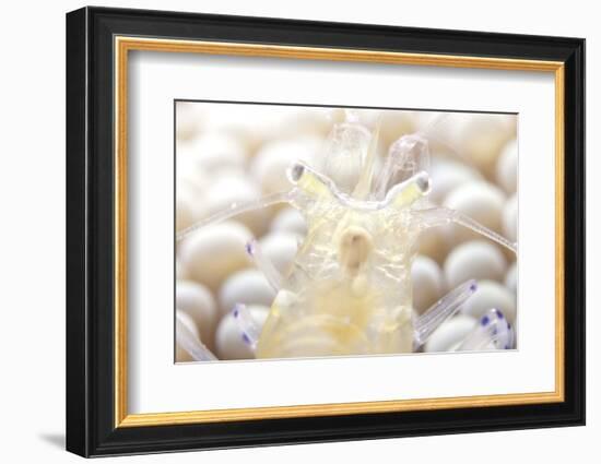 Close-Up of a Popcorn Shrmp on an Anemone-Stocktrek Images-Framed Photographic Print